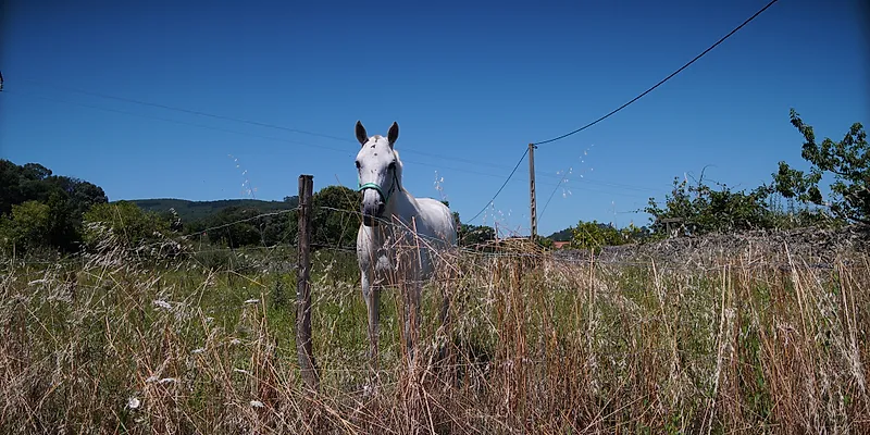 DSC03687_desqueezed